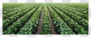 Watermelon Field - Green Rows Of Crops In A Farm Field Transparent PNG