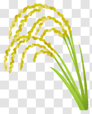 Icon - Golden Rice Plant Illustration Transparent PNG