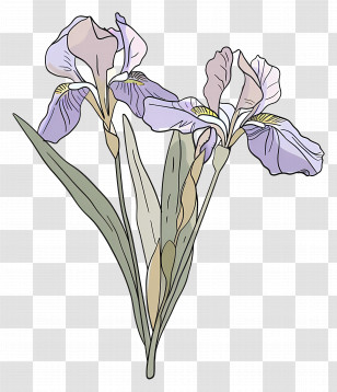 Iris Flower - Illustration Of Purple Iris Flowers Transparent PNG
