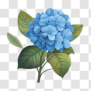Hydrangea Flower - Beautiful Blue Hydrangea Flower With Green Leaves Transparent PNG