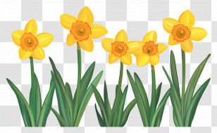 Daffodil Border - Spring Blooming Flowers Transparent PNG
