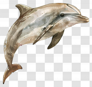 Dolphin - Realistic Dolphin Illustration Transparent PNG