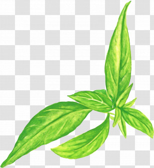 basil leaf png