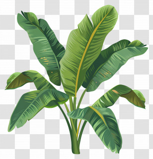 Banana Leaves - Tropical Banana Plant With Lush Green Leaves Illustration Transparent PNG
