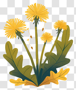 Dandelion Flower - Yellow Dandelion Plant Transparent PNG