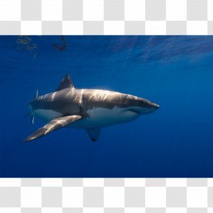 Great White Shark Tiger Requiem Lamnidae Bull - Marine Mammal - Spinner Dolphin Transparent PNG