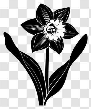 Flower Silhouette - Single Daffodil Flower Silhouette Design Transparent PNG