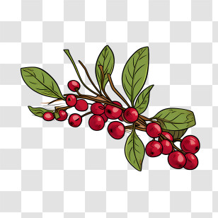 Cranberries
 - Red Coffee Berries With Green Leaves Illustration Transparent PNG