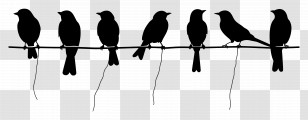 Birds Sitting On A Line - Silhouettes Of Birds On A Wire Transparent PNG