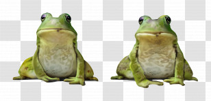 Cadbury 5 Star - Two Green Frogs Sitting Side By Side Transparent PNG