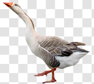 Goose - Goose Walking In Natural Habitat Transparent PNG