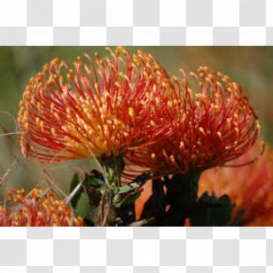 Leucadendron Cut Flowers Sugarbushes Leucospermum Cordifolium - Native Plant - Fire Wheel Transparent PNG