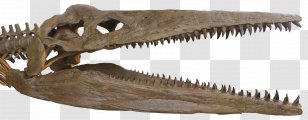 Reptile Pliosauroidea Pliosaurus Plesiosauroidea Skull - Centimeter - Tyrannosaurus Transparent PNG