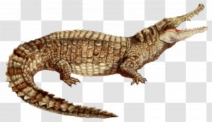 Nile Crocodile Alligator Colombia American Spectacled Caiman Transparent PNG