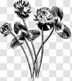 Tulip Cut Flowers Floral Design /m/02csf Drawing - Flowering Plant Transparent PNG