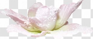 Cut Flowers Petal Lilium Plant - Massage - Flower Transparent PNG