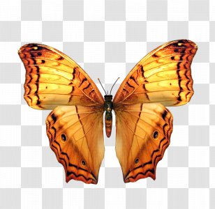 Photography Butterflies And Moths RGB Color Model - Invertebrate - Butterfly Elements Transparent PNG