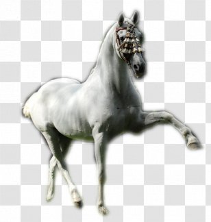 Stallion Mustang Foal Colt Mare - Horse - Charles Lutwidge Dodgson Transparent PNG