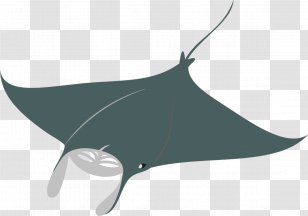 Drawing Giant Oceanic Manta Ray Fashion Illustration Sketch - Raya -  Stingray Fish Transparent PNG