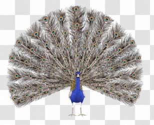 Peafowl Royalty-free Drawing Illustration - Royaltyfree - Peacock Transparent PNG