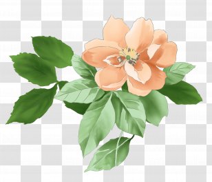 Moutan Peony Download - Flower Arranging - Vector Floral Pattern Transparent PNG