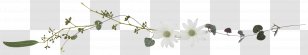 Grasses Line Art White Plant Stem Font - Flower Transparent PNG