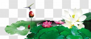 China Xiazhi Nelumbo Nucifera - Insect - Lotus Green Leaf Transparent PNG