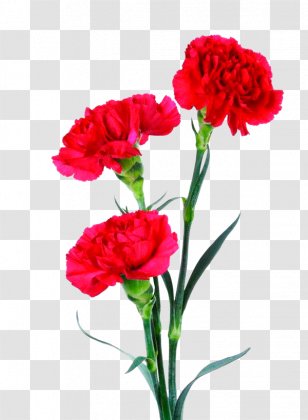 Bouquet Of Flowers Drawing - Prince Wales Feathers - Caryophyllales Geranium Transparent PNG