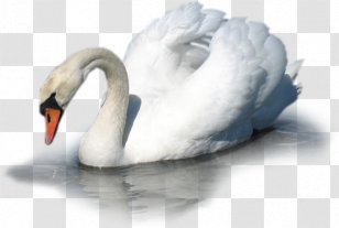 Cygnini Bird Clip Art - Whistling Swan Transparent PNG