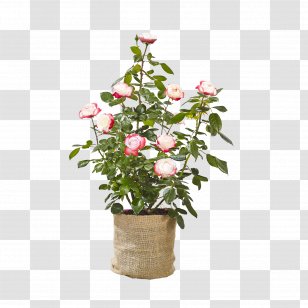Rose Family Flowerpot Floral Design Cut Flowers - Shrub - Gerbera BlÃ¼tenblÃ¤tter Transparent PNG