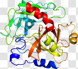Organism Line Clip Art - Artwork Transparent PNG