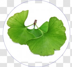 Ginkgo Biloba Dietary Supplement Extract Brain Health - Plant - Ginkgo-biloba Transparent PNG