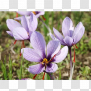 Crocus Saffron Bulb Onion Plant - Purple Transparent PNG
