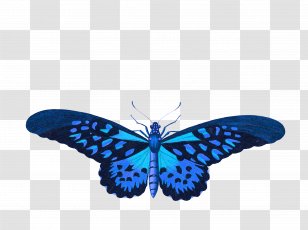Swallowtail Butterfly Insect Old World Stock.xchng Transparent PNG