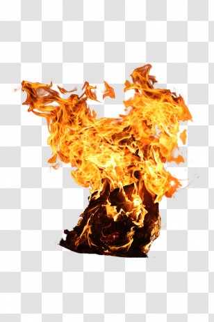 Wildfire Tree Combustion - Orange - Explosion Transparent PNG