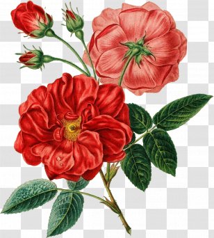 Flower Bouquet Red Poppy - Rose Order - Botanical Flowers Transparent PNG