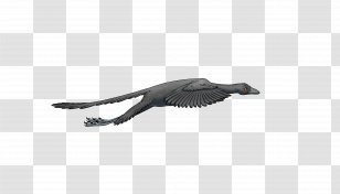 Archaeopteryx Bird United States Vol Battu Dinosaur - Feather - Gliding Wing Transparent PNG