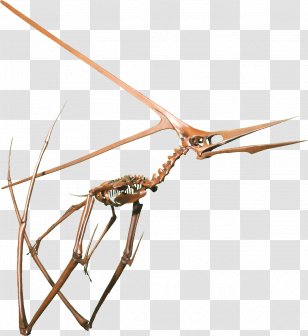 Nyctosaurus Pterodactyloidea Ornithocheiroidea Dinosaur Pteranodon PNG,  Clipart, Accord, Antler, Austriadactylus, Dinosaur, Fantasy Free PNG  Download