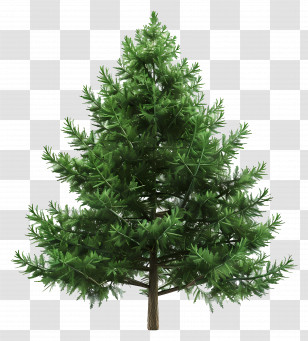 Evergreen Tree - Green Christmas Tree For Holiday Decoration Transparent PNG
