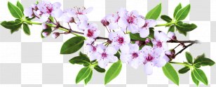 Tree Clip Art - Shrub - Branch Transparent PNG