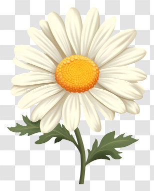 Daisy Flower - White Daisy Flower With Stem And Leaves Transparent PNG