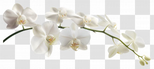 Orchid Flower - Branch Of Delicate White Orchids Transparent PNG