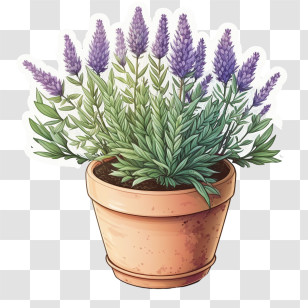Blooming Lavender
 - Potted Lavender Plant Illustration Transparent PNG