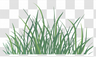Lawn Grass - Green Grass Illustration Design Transparent PNG