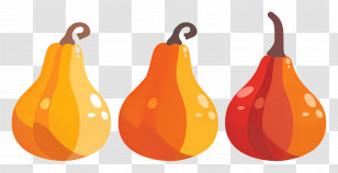 Gourds - Colorful Autumn Squash Illustration Transparent PNG