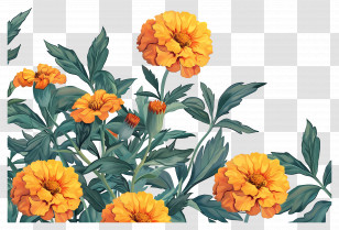 Marigold Flowers - Beautiful Orange Marigold Flowers With Green Leaves Transparent PNG