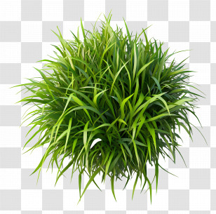 Lush Green Grass - Lush Green Grass Transparent PNG