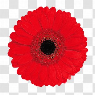 Transvaal Daisy Florist Holland B.V. Cut Flowers Wish List Floristry - Barberton Transparent PNG