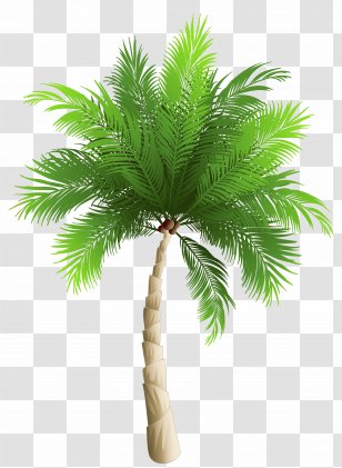 Coconut Arecaceae Phoenix Canariensis Clip Art - Borassus Flabellifer - Palm Tree Transparent PNG