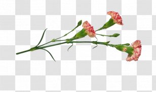 Carnation China Pink Flower Plant Transparent PNG